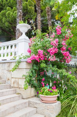 Yalta, Kırım, 8 Haziran 2016. Yalta 'daki Nikitsky Botanik Bahçesi.