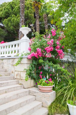 Yalta, Kırım, 8 Haziran 2016. Yalta 'daki Nikitsky Botanik Bahçesi.