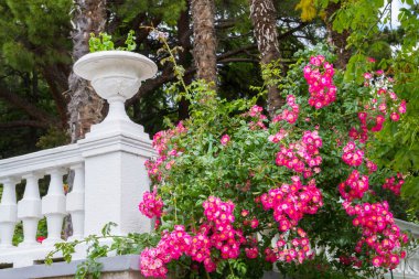 Yalta, Kırım, 8 Haziran 2016. Yalta 'daki Nikitsky Botanik Bahçesi.