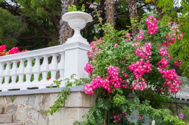 Yalta, Kırım, 8 Haziran 2016. Yalta 'daki Nikitsky Botanik Bahçesi.