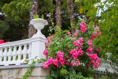 Yalta, Kırım, 8 Haziran 2016. Yalta 'daki Nikitsky Botanik Bahçesi.