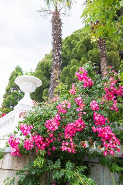 Yalta, Kırım, 8 Haziran 2016. Yalta 'daki Nikitsky Botanik Bahçesi.