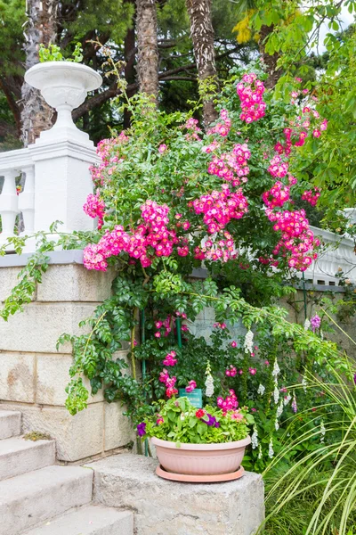 Yalta Crimea Junio 2016 Jardín Botánico Nikitsky Yalta — Foto de Stock