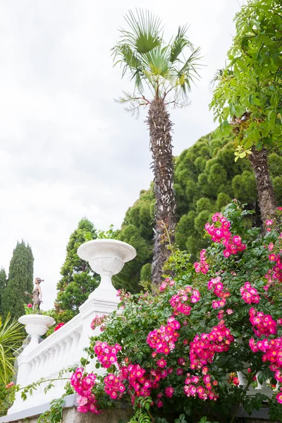 Yalta Crimea Junio 2016 Jardín Botánico Nikitsky Yalta —  Fotos de Stock