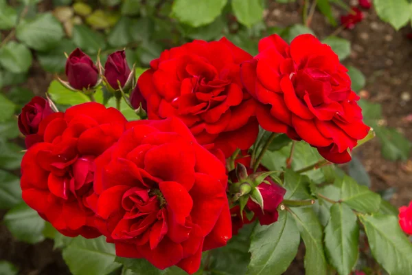 Belles fleurs à l'extérieur dans le lit de fleurs — Photo