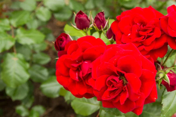 Belles fleurs à l'extérieur dans le lit de fleurs — Photo