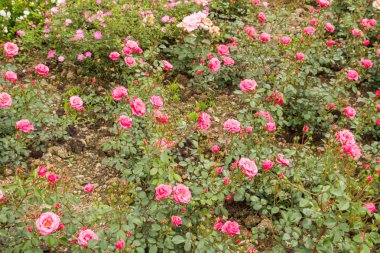 Güzel çiçekler dışında flowerbed