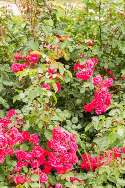 Belles fleurs à l'extérieur dans le lit de fleurs — Photo