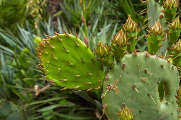 Cactus en el jardín en verano — Foto de Stock