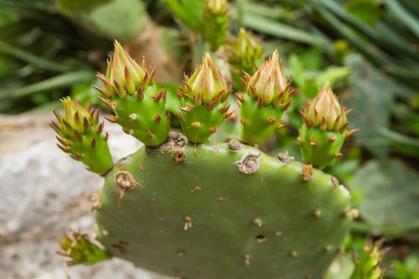 A kertben nyáron kaktusz — Stock Fotó