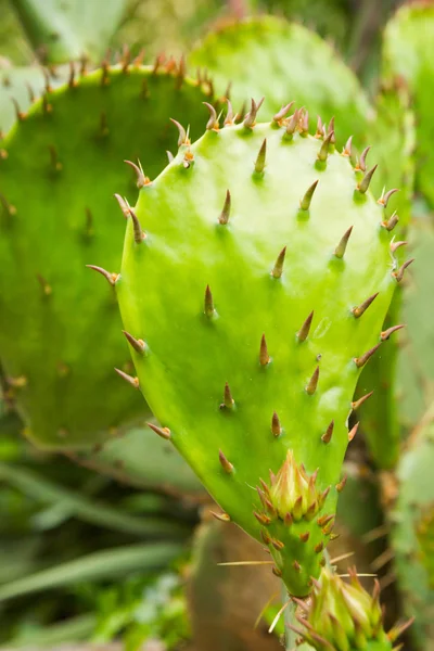 Kaktus im Sommer im Garten — Stockfoto