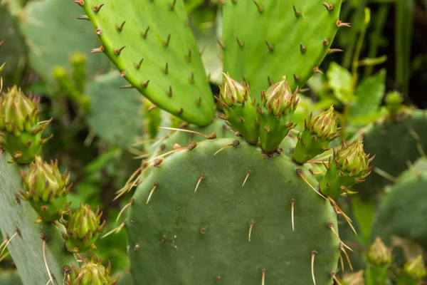 Cactus in de tuin in de zomer — Stockfoto