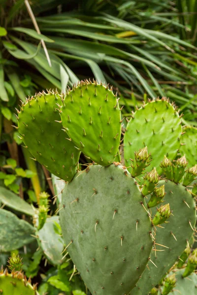 Cacto no jardim no verão — Fotografia de Stock