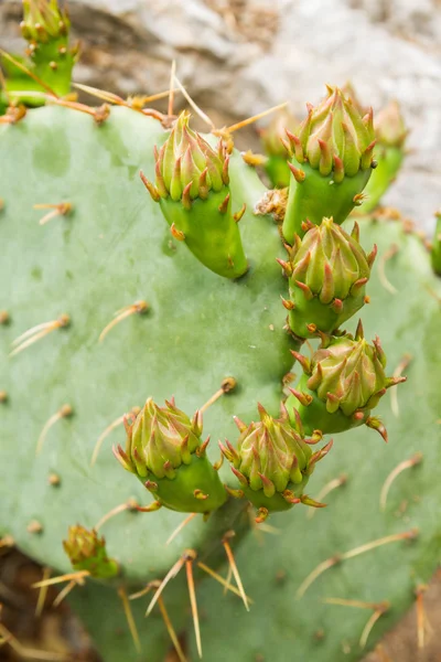A kertben nyáron kaktusz — Stock Fotó