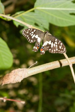 Egzotik Kelebek kelebek gösteri