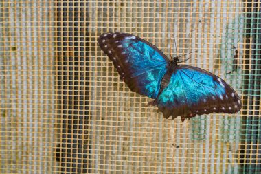 Egzotik Kelebek kelebek gösteri