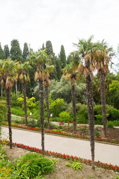 Palm beco no verão no jardim botânico — Fotografia de Stock