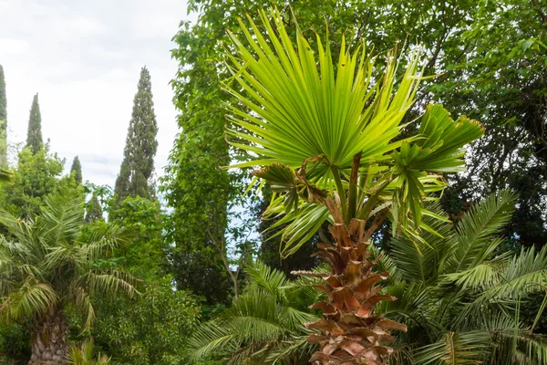 Palma en été dans le jardin botanique — Photo