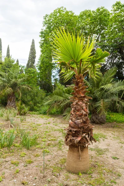 Palma en été dans le jardin botanique — Photo