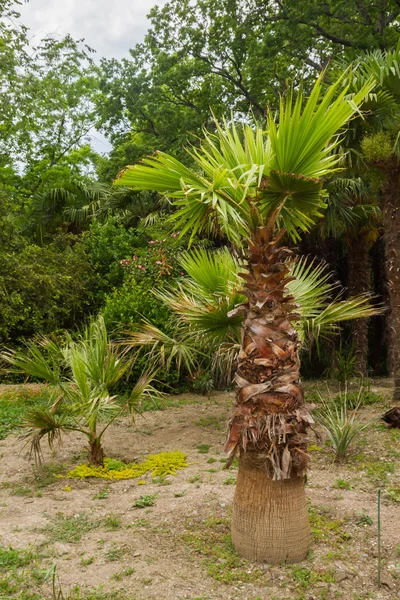 Palma no verão no jardim botânico — Fotografia de Stock