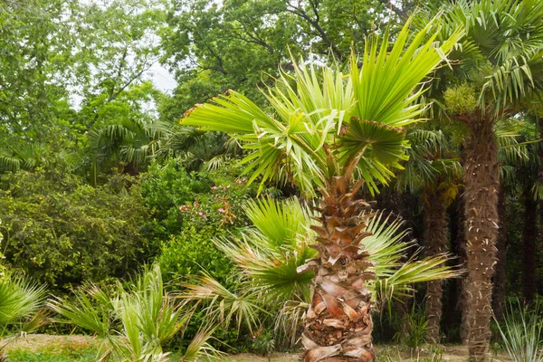 Palma Botanik Bahçesi yaz — Stok fotoğraf