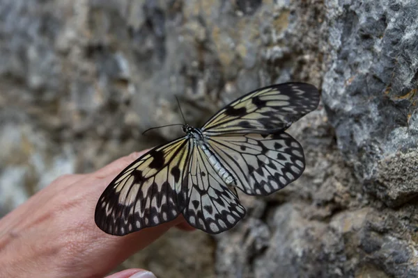 Exotic butterfly on the butterfly show