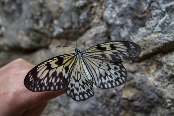 Exotischer Schmetterling auf der Schmetterlingsshow — Stockfoto