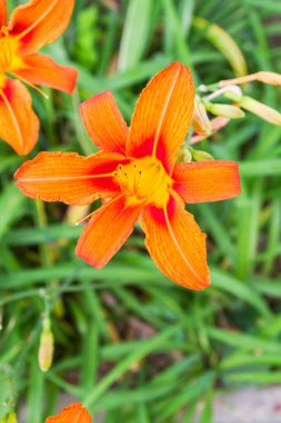 Güzel çiçekler dışında flowerbed