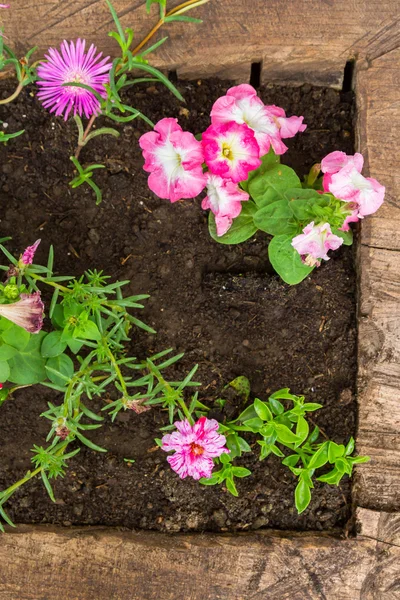 Lindas flores fora no canteiro de flores — Fotografia de Stock