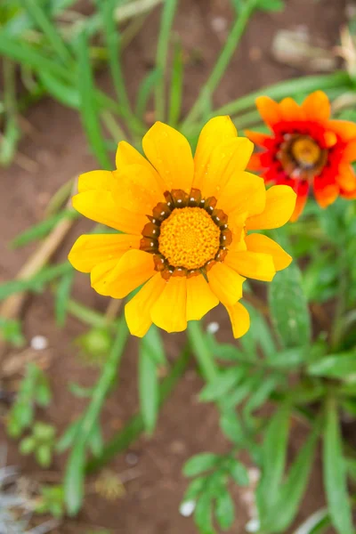 Piękne kwiaty na zewnątrz w kwietnik — Zdjęcie stockowe