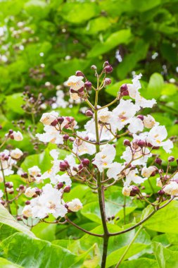 Yaz aylarında çiçekli ağaç