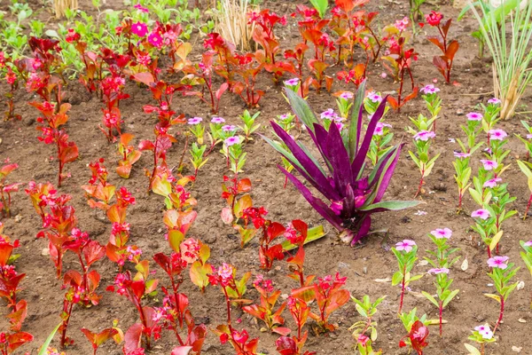 Vackra blommor utanför i blomsterrabatten — Stockfoto