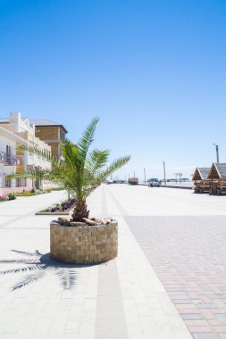 Yaz aylarında flowerbed palmiye ağacı