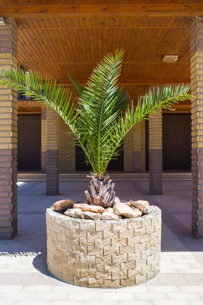 A palmeira no canteiro de flores no verão — Fotografia de Stock