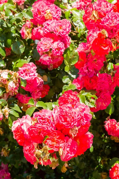 Güzel çiçekler dışında flowerbed