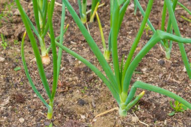 Taze soğanlar yazın bahçede yetişir.