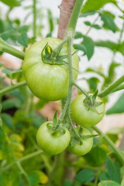 Small green tomatoes ripen in the greenhouse in summer clipart