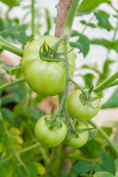 Små Gröna Tomater Mognar Växthuset Sommaren — Stockfoto