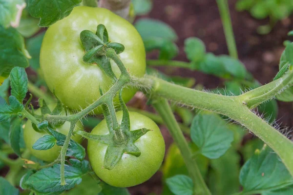 Petites Tomates Vertes Mûrissent Dans Serre Été — Photo