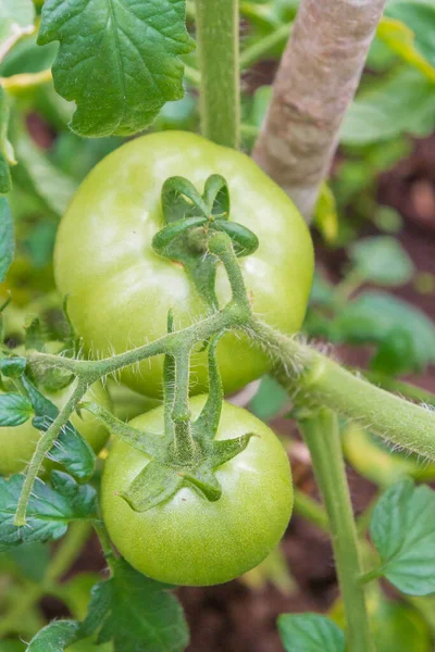 Petites Tomates Vertes Mûrissent Dans Serre Été — Photo