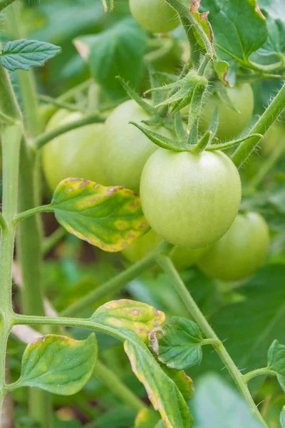 Petites Tomates Vertes Mûrissent Dans Serre Été — Photo