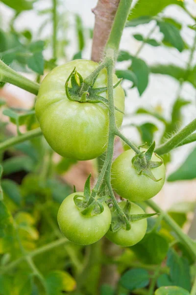 Petites Tomates Vertes Mûrissent Dans Serre Été Photos De Stock Libres De Droits