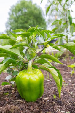 Yeşil lezzetli biber yazın bahçede yetişir.