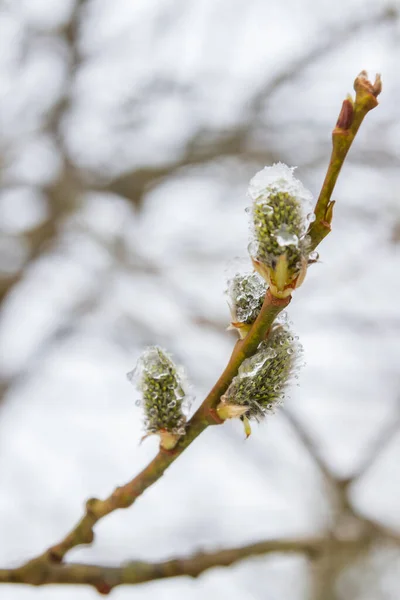 Primavera Salice Fiorì Nel Giardino Neve Cadde — Foto Stock