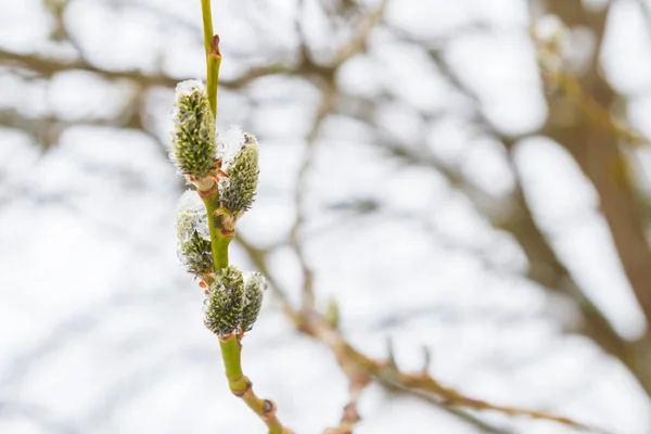 봄에는 버드나무가 피우고 내렸습니다 — 스톡 사진