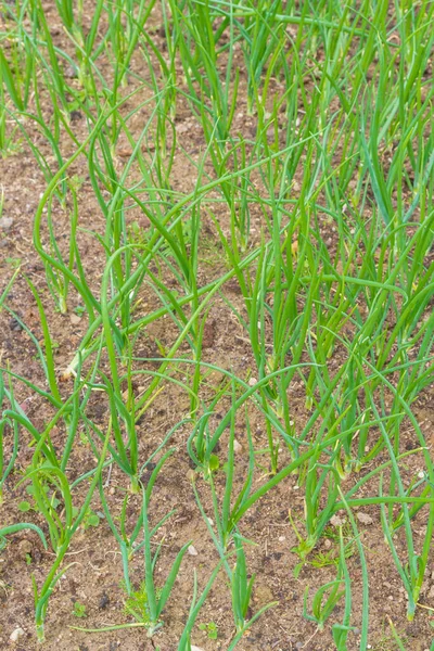 Green Onions Grow Garden Summer — Stock Photo, Image