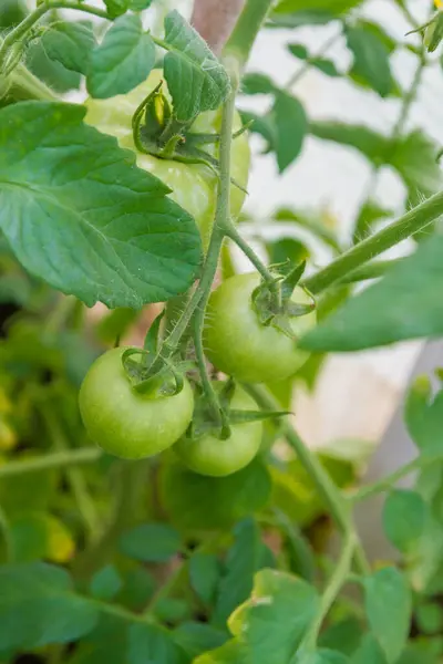 Petites Tomates Vertes Mûrissent Dans Serre Été — Photo