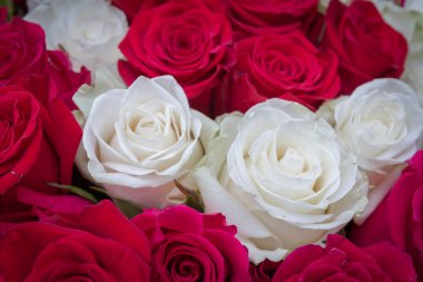 Çok renkli kırmızı, pembe ve beyaz güller.