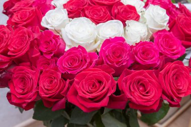 Çok renkli kırmızı, pembe ve beyaz güller.