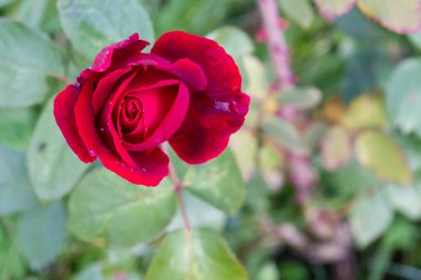 Çiydeki kırmızı gül yazın bahçede yetişir.